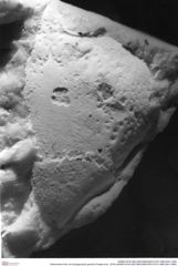 Historisches Foto von Eopaguropsis grandis (Fraaije et al., 2019) (NHMW-AFW-GEO-BACHMAYER-FOTO-1990-0041-3364)